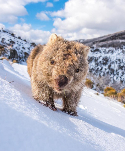 Wombat in snow